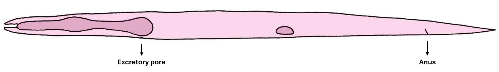 C. elegans illustration for hyp7 lineage table