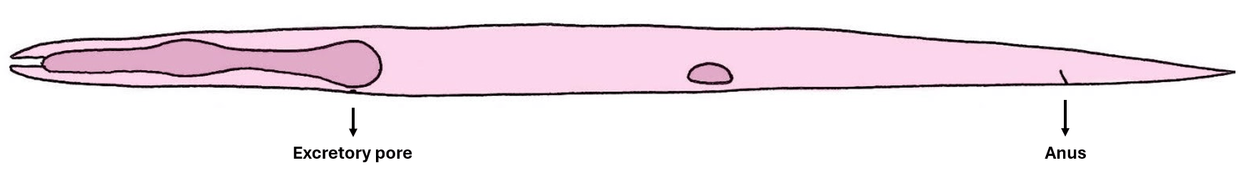 C. elegans illustration for hyp7 lineage table