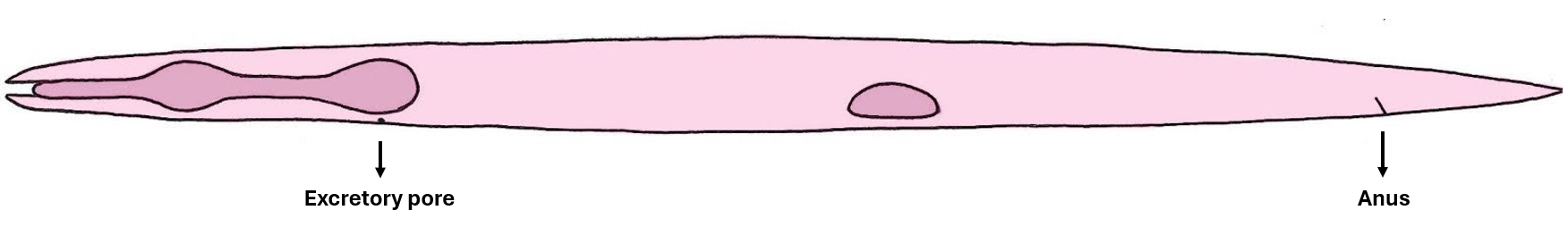 C. elegans illustration for hyp7 lineage table