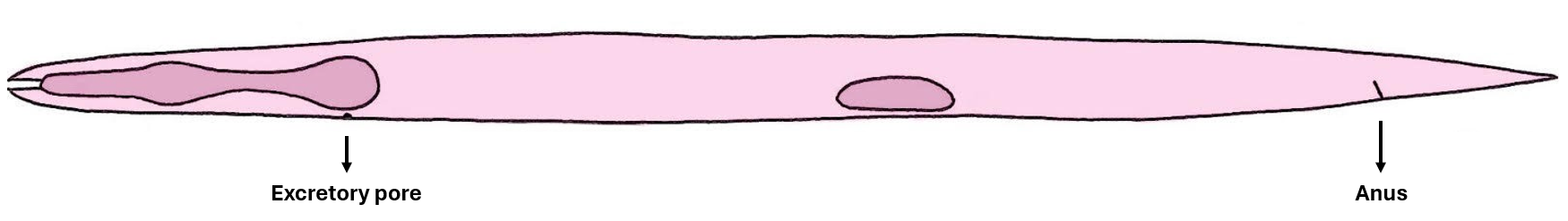 C. elegans illustration for hyp7 lineage table