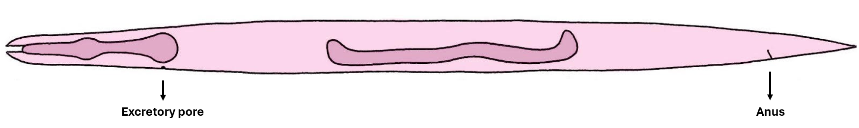 C. elegans illustration for hyp7 lineage table