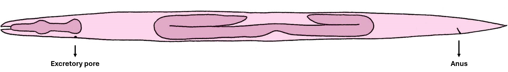 C. elegans illustration for hyp7 lineage table